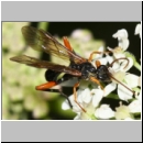 Phaenolobus terebrator - Schlupfwespe m01b 13mm - Sandgrube Niedringhaussee det06.jpg